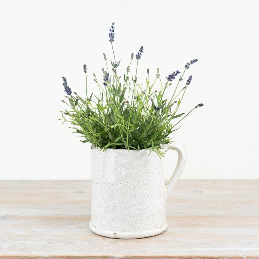 Jolee Jug
