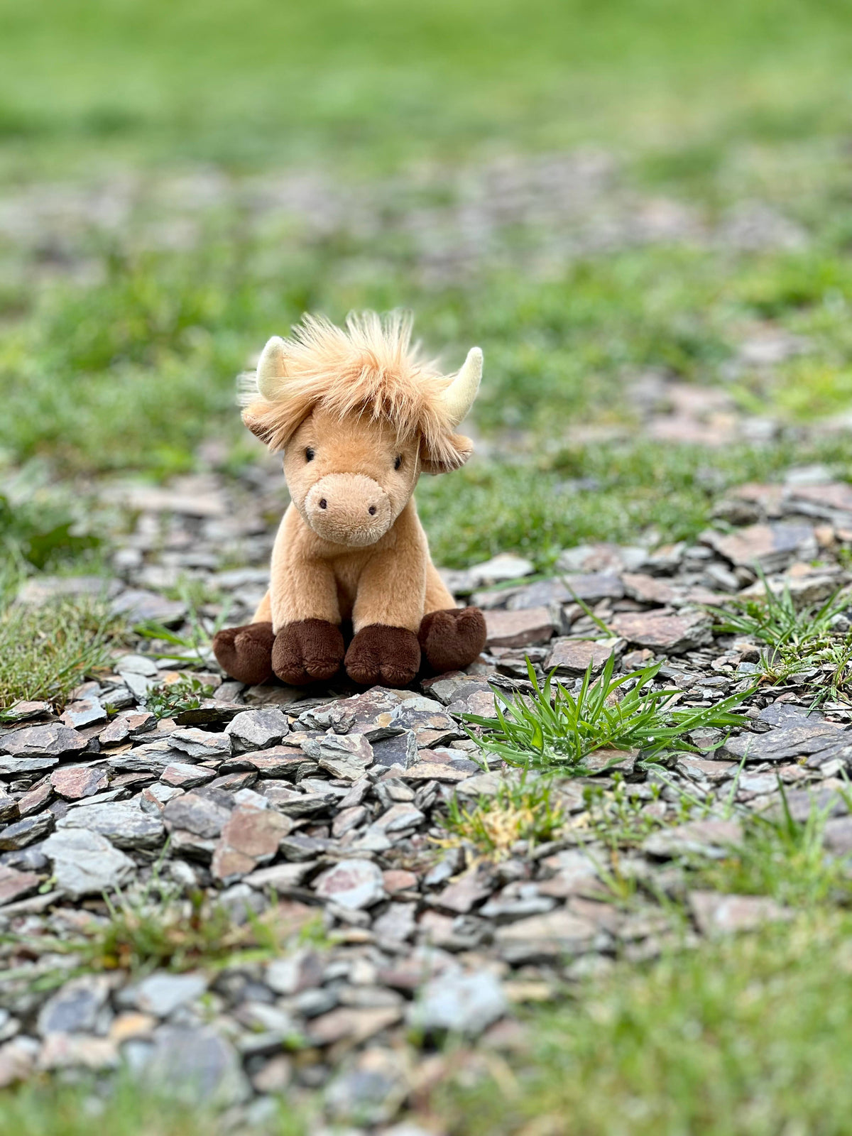 Cuddle Cub Highland Cow - Charlie Bears