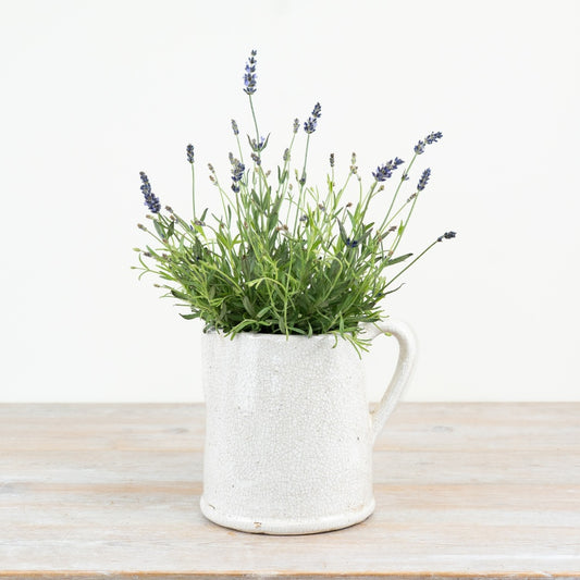 Jolee Jug